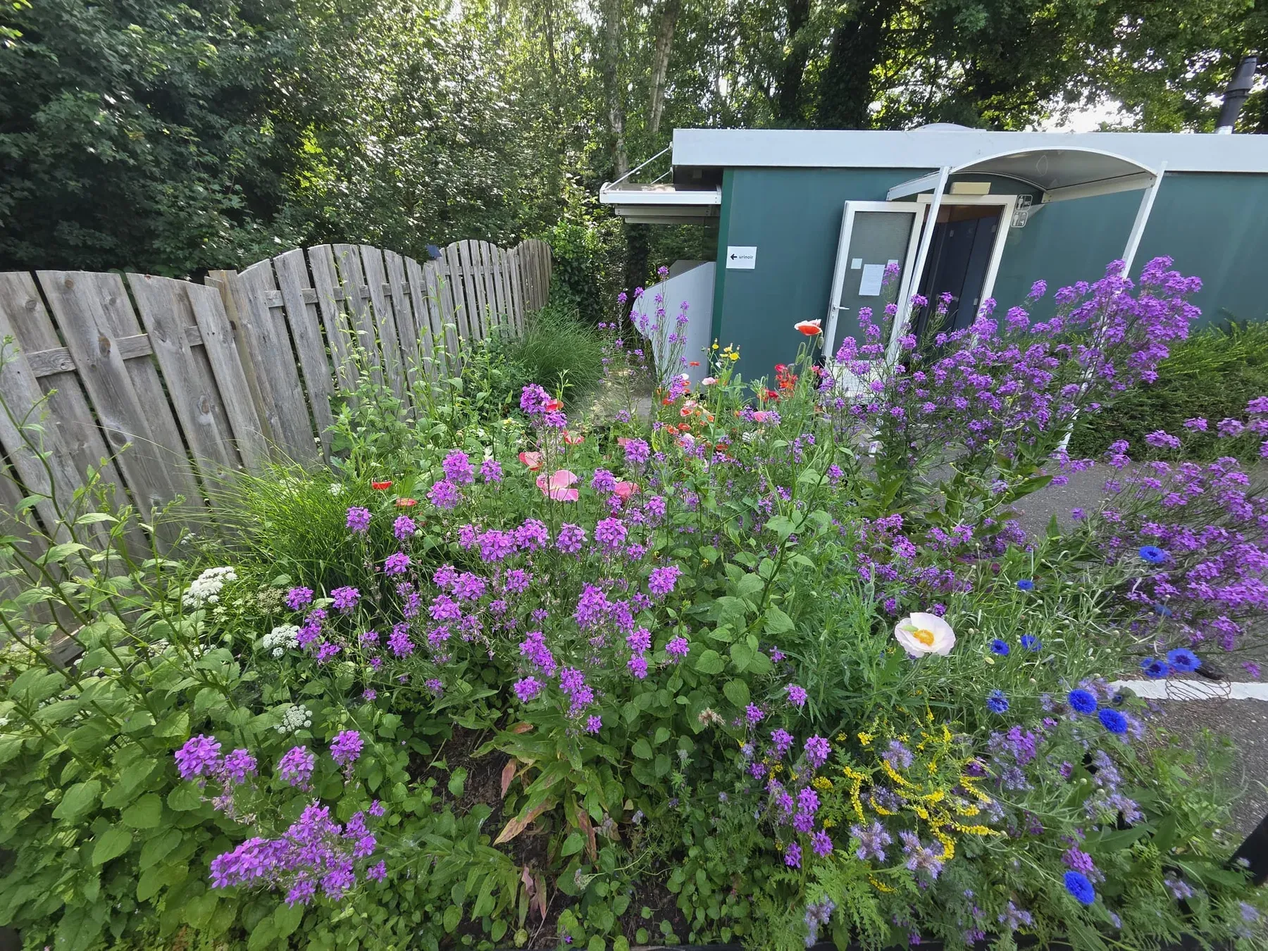 Kleurrijke bloemen en groen op Camping Het Loze Vissertje